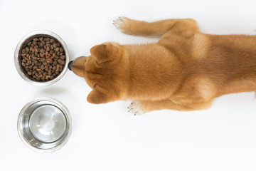 Top view of dry dog food in bowl and red Shiba inu dog looking and waiting to eat, on white background, flat lay