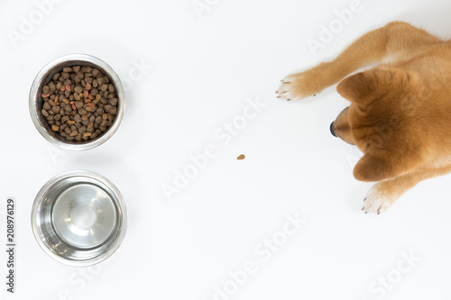 Top View Of Dry Dog Food In Bowl And Red Shiba Inu Dog