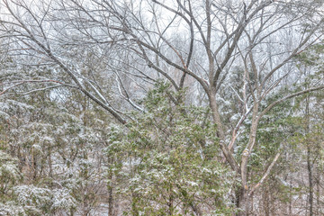Wall Mural - Trees, forest aerial view pattern with snow covered evergreen pine trees during blizzard white storm, snowflakes falling in Virginia suburb