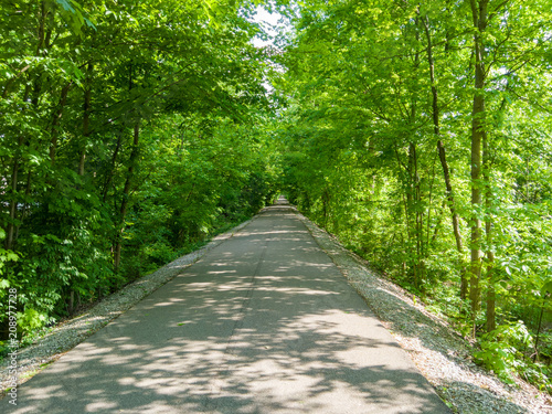 Fotografia, Obraz Shady tree-lined avenue receding in straight line
