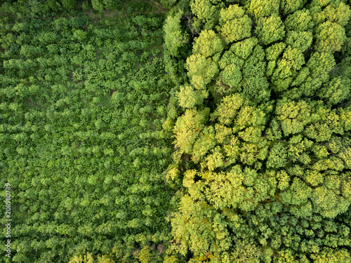Fotomural Aerial view from the drone, a bird's eye view to the forest with green plantings of various ages and heights
