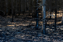 Young Coniferous Forest Completely Destroyed By Forest Fire, Dark, Dramatic View Of Burnt Trees