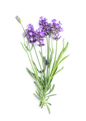 Canvas Print - Lavender flower bunch white background Fresh herbs