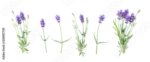 Floral banner flat lay Lavender flowers Canvas Print