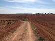 Rural road among dry vineyards