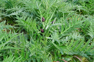 Wall Mural - Venissa purple artichokes (carciofi) plants growing in an Italian field