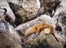 Sea Lion Sleeping On Top Of His Friend