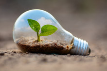 Plant Growing Inside Lightbulb For Protect Environment Concept 