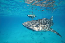 Female Woman Swimming With Massive Whale Shark