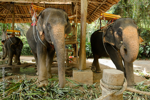 Fotografia  Domesticated huge elephants standing with saddles and waiting for tourists