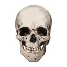 Human Realistic Skull. White Background. Anatomy Vector Illustration.