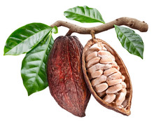 Open Cocoa Pod With Cocoa Seeds Which Is Hanging From The Branch. Conceptual Photo.