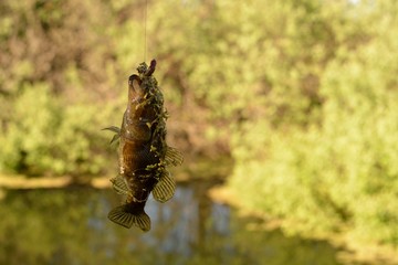 Wall Mural - Summer fishing on the lake, Perccottus glenii