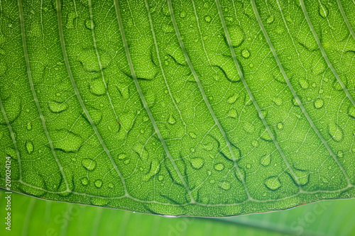 Rain drops on the leaves in the rainy season.