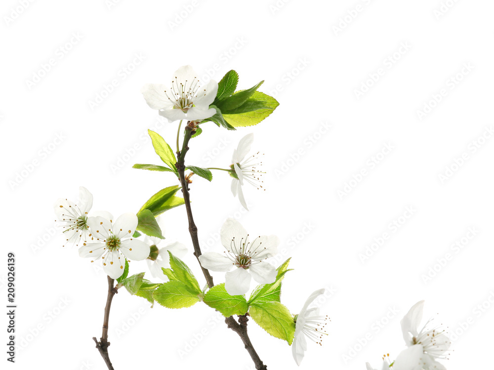 Beautiful blossoming branches on white background