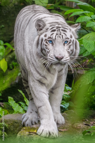 White Tiger With Blue Eyes Walking Through The Grass Buy This Stock Photo And Explore Similar Images At Adobe Stock Adobe Stock