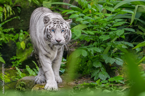 Beautiful White Tiger Albino With Blue Eyes Walking Through The Forest Stock Photo Adobe Stock White tiger with beautiful blue eyes resting on a tree log. beautiful white tiger albino with blue