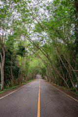 Sticker - Beautiful a path through  green tree .Road in the forest.