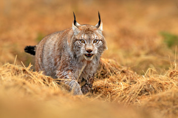 Wall Mural - lynx in green forest. wildlife scene from nature. walking eurasian lynx, animal behaviour in habitat