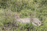 Fototapeta Sawanna - Serengeti National Park