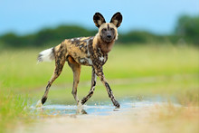 African Wild Dog, Lycaon Pictus), Walking In The Water On The Road. Hunting Painted Dog With Big Ears, Beautiful Wild Anilm In Habitat. Wildlife Nature, Moremi,  Botswana, Africa. Animal, Green Grass.