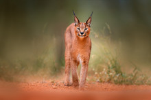 Caracal, African Lynx, In Green Grass Vegetation. Beautiful Wild Cat In Nature Habitat, Botswana, South Africa. Animal Face To Face Walking On Gravel Road, Felis Caracal.