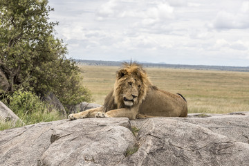 Wall Mural - Serengeti National Park