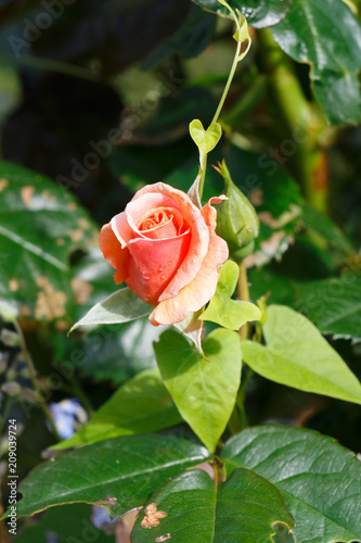 Fleur De Rose Orange Buy This Stock Photo And Explore