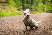 Dirty Jack Russel Terrier Have A Fun In The Forest