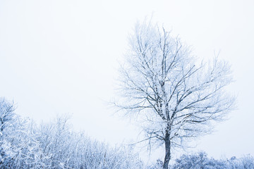 stylish beautiful nature in winter in a park on the nature