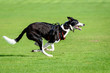© Stephen Davies - A black & white lurcher dog running fast in the park
