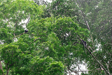 Wall Mural - Gibbon is jumping in the forest.