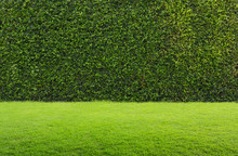 Green Grass And Hedge