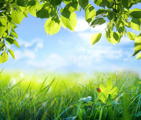 Poster - Natural green defocused background with sunshine. Juicy young grass and ladybug against blue sky and foliage of a tree in nature, scenic framing,  macro, copy space.