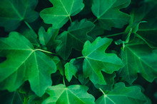 Green Maple Leaves Background.
