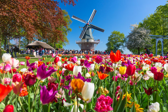 Wall Mural -  - Blooming colorful tulips flowerbed in public flower garden with windmill. Popular tourist site. Lisse, Holland, Netherlands.