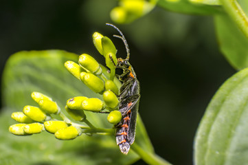 small soldier soft beetle on green blossom in fresh season nature