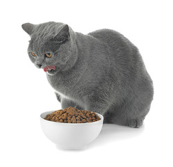 Wall Mural - Adorable cat and bowl with food on white background