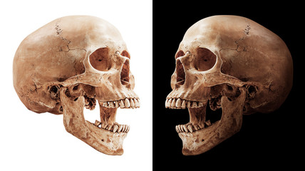 human skull isolated