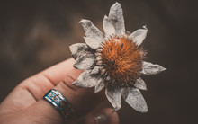 Hand holding dead flower with vintage tumblr light