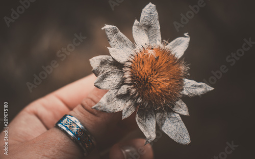Fotomural Hand holding dead flower with vintage tumblr light