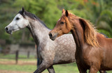 Fototapeta  - Cavalo Árabe, Horse Arabian