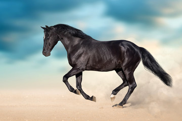 Sticker - Black stallion with long mane run in desert dust against  blue sky