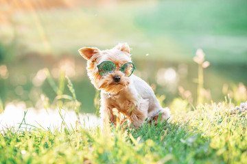 Wall Mural - close up portrait of pretty sweet small little dog Yorkshire terrier in collar and sunglasses sitting outdoor dress on the spring sunny summer background