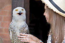 Woman Touching The Snowy Owl (Bubo Scandiacus), Is A Large White Owl Of The Typical Owl Family.