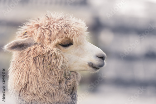 Fotografía Cute and funny Alpaca in farm, friendly animal.