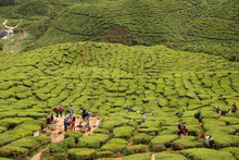 Beautiful Tea Plantations Of Cameron Highlands In Malaysia