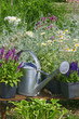 Garden works - planting and care of perennials / Salvia Sensation Deep Rose & Salvia Marcus & Hosta