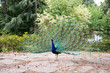 Peacock dance 