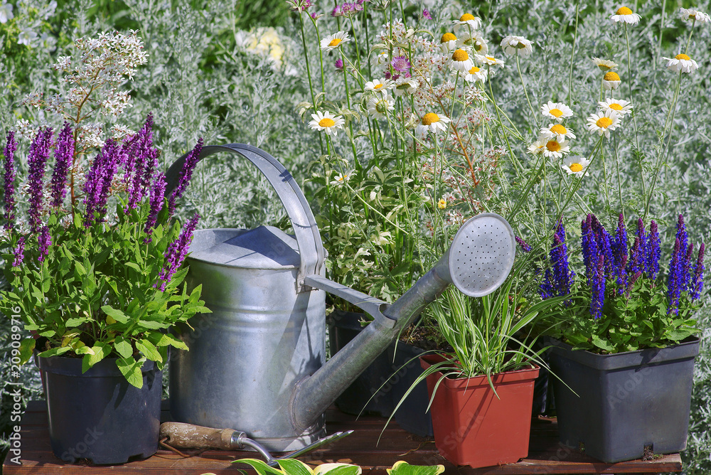 Garden works - planting and care of perennials / Salvia Sensation Deep Rose & Salvia Marcus & Molinia - obrazy, fototapety, plakaty 